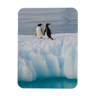 Magnet Flexible manchot papou, Pygoscelis Papua, sur de la glace g