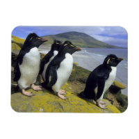 Manchots bouclés, (Eudyptes chrysocome),