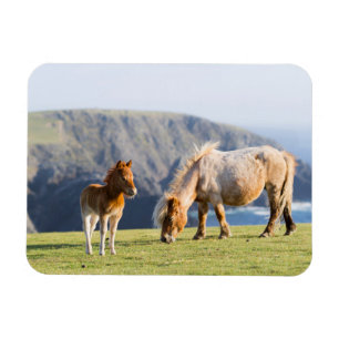 Magnet Flexible Mare avec Foal, îles Shetland, Ecosse