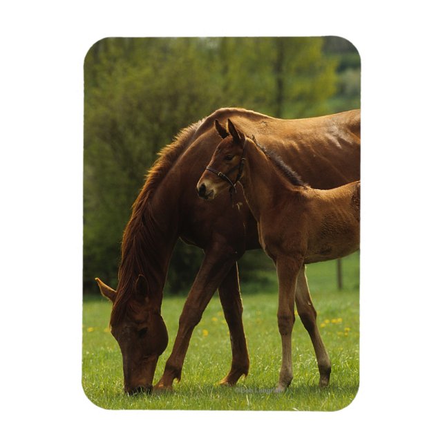 Magnet Flexible Mare et Foie Thoroughbred 2 (Vertical)