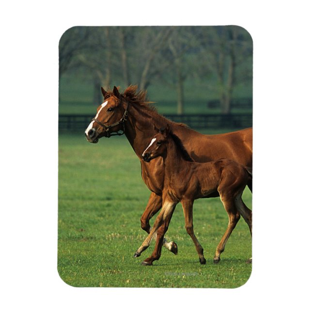 Magnet Flexible Mare et poulain à bec thoroughbred 3 (Vertical)