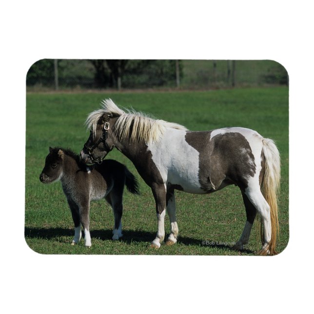 Magnet Flexible Mare miniature et pied de poulain (Horizontal)