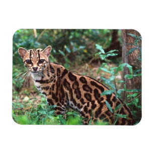Magnet Flexible Margay, Leopardus wiedi, Originaire du Mexique jus