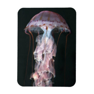 Magnet Flexible Méduse juvénile, Chrysaora (Pelagia)