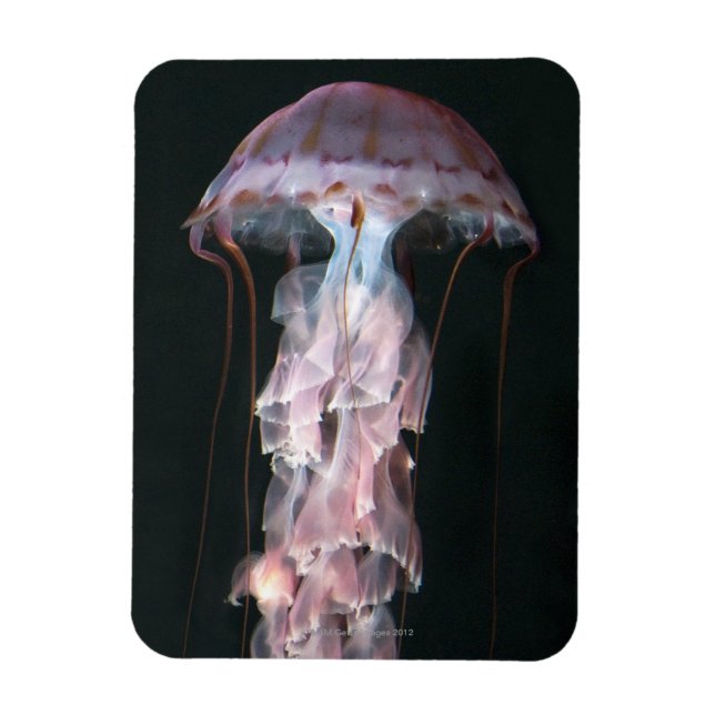 Magnet Flexible Méduse juvénile, Chrysaora (Pelagia) (Vertical)