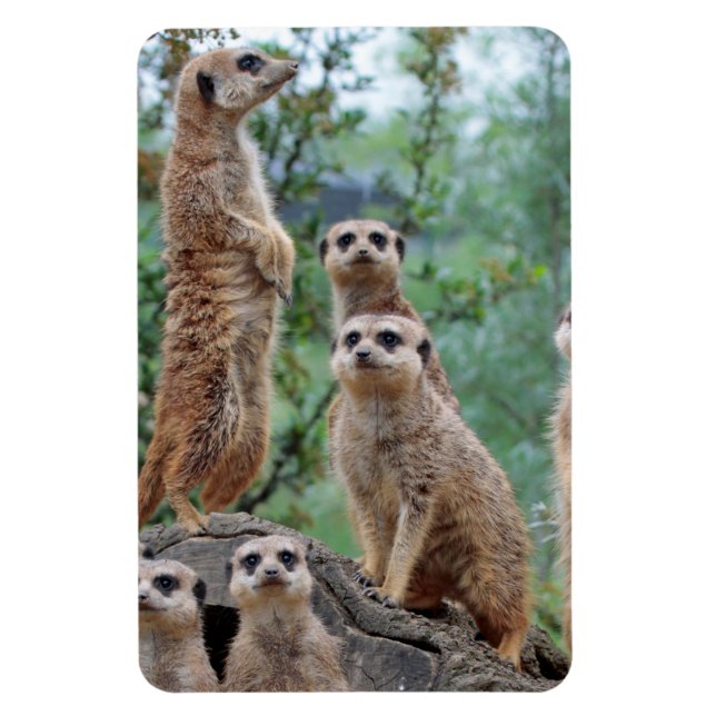 Magnet Flexible Meerkat_003 (Vertical)