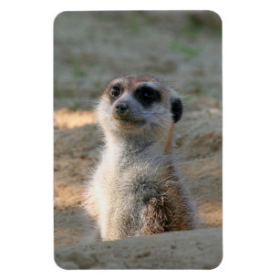 Magnet Flexible Meerkat 004