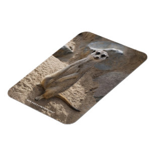 Magnet Flexible Meerkat Extraordinaire
