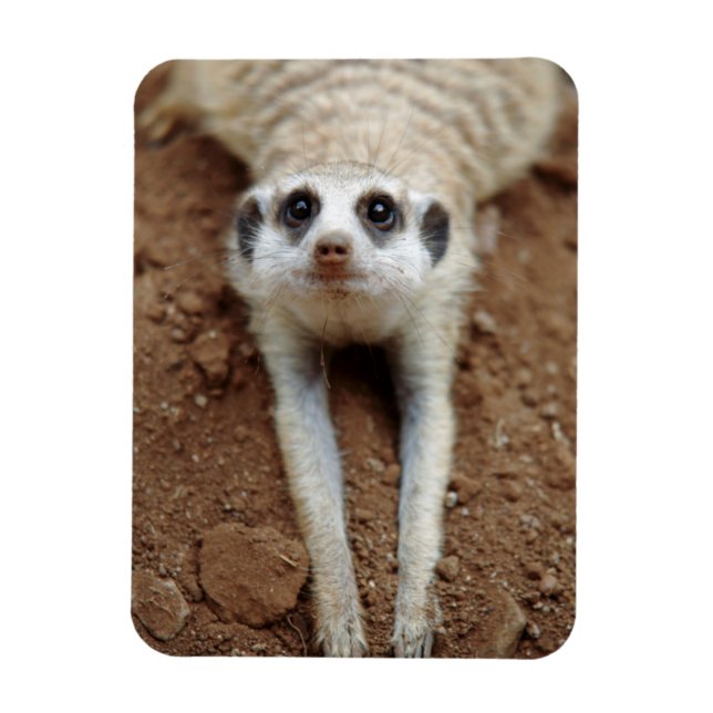Magnet Flexible Meerkat (Suricata Suricatta) Refroidissement (Vertical)