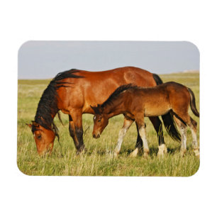 Magnet Flexible Mère de cheval sauvage et poulain paissant