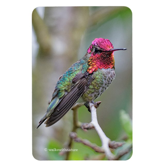 Magnet Flexible Merveilleux colibri d'Anna masculine dans un palmi (Vertical)