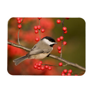 Magnet Flexible Mésange de Caroline sur un buisson de Winterberry