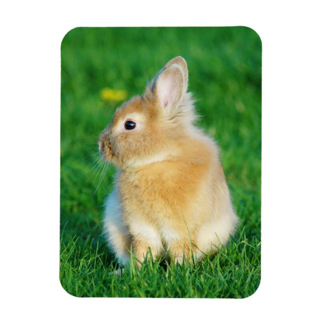 Magnet Flexible Mignonne Lapin Faune assis dans l'herbe (Vertical)