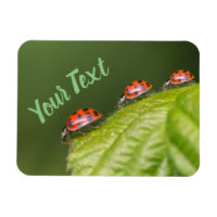 Mignonne petite coccinelle donne chance et fortune