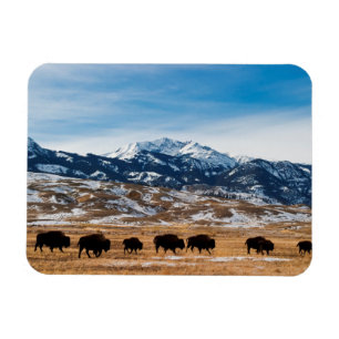Magnet Flexible Migration de bison