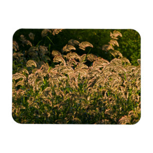 Magnet Flexible Millet sauvage (Panicum Sp.) Cultivation En Mer