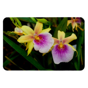 Magnet Flexible Miltonia Orchidées Coucher de soleil Jaune Rose Vi