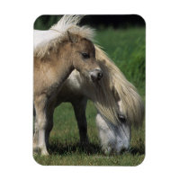 Miniature Mare & Foies 3