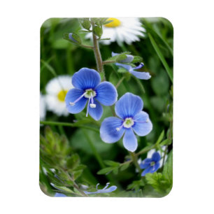 Magnet Flexible minuscules fleurs bleues