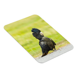 Magnet Flexible Mischievous Black Cockatoo Portrait