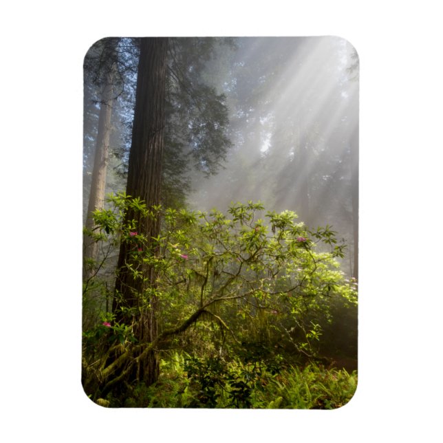 Magnet Flexible Mist du matin sur Rhododendron (Vertical)