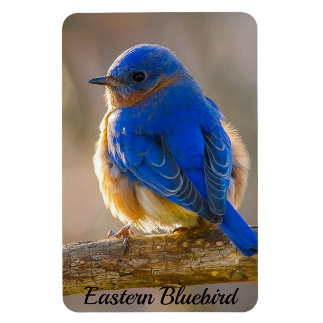 Magnet Flexible Modèle photo magnétique Bluebird Refrigerator (Vertical)