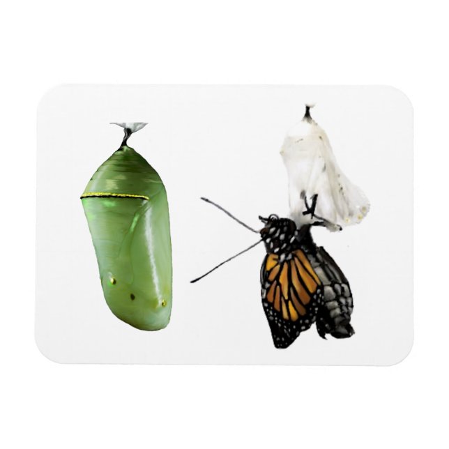 Magnet Flexible Monarque à aimants pour réfrigérateur/Chrysalis (Horizontal)
