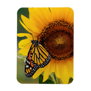 Magnet Flexible Monarque Butterfies sur Tournesol