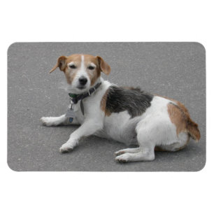 Magnet Flexible Mongrel Beagle