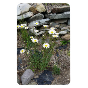 Magnet Flexible Montana Wild Daisies Fleurs Nature photo