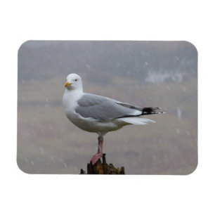 Magnet Flexible Mouette courageuse debout sur un poteau dans une t