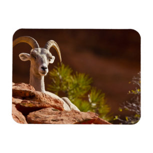 Magnet Flexible Mouflon du désert (Ovis canadensis nelsoni).