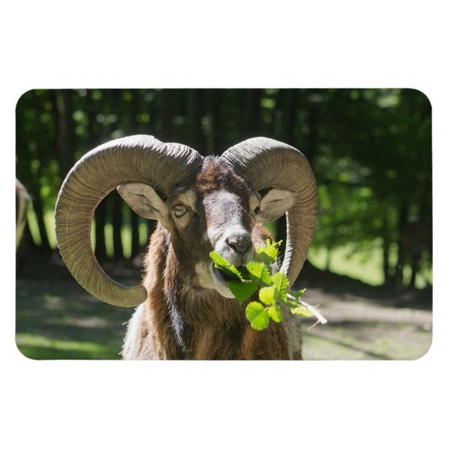 Magnet Flexible Mouflon Ram (Horizontal)