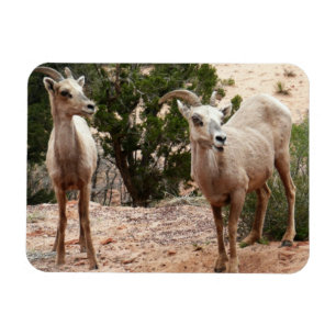 Magnet Flexible Mouflons drôles à Zion National Park