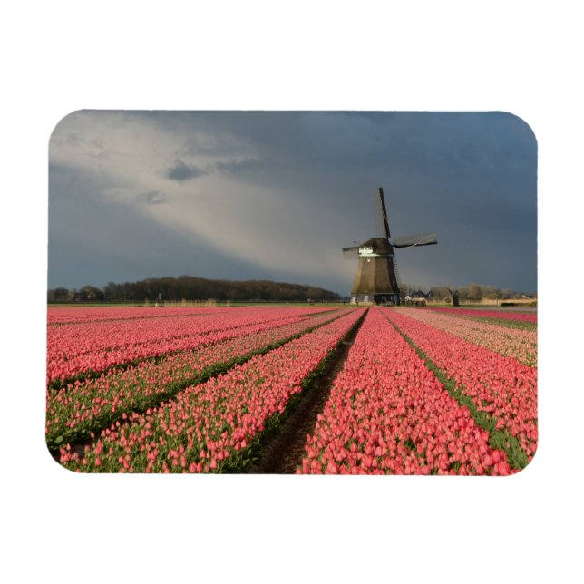 Magnet Flexible Moulin à vent avec tulipes roses au printemps (Horizontal)