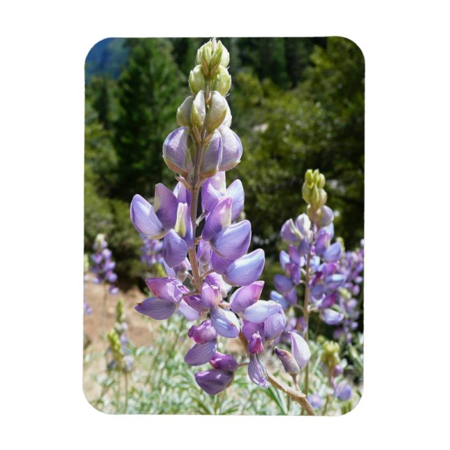 Magnet Flexible Mountain Lupins at Yosemite (Vertical)