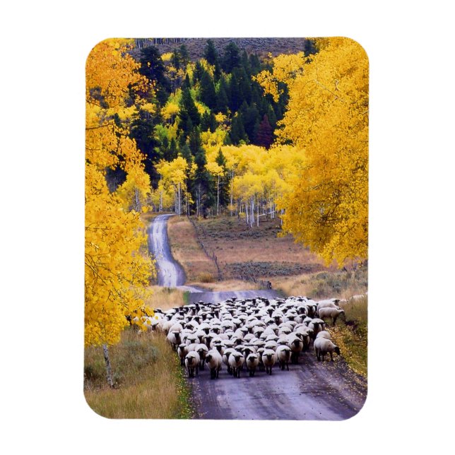 Magnet Flexible Mouton sur Country Road (Vertical)