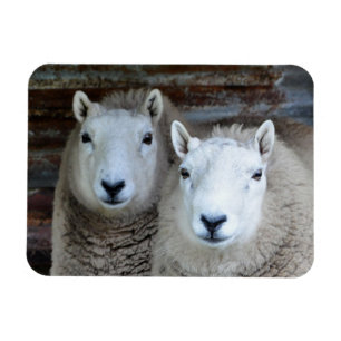 Magnet Flexible Moutons à Paris !