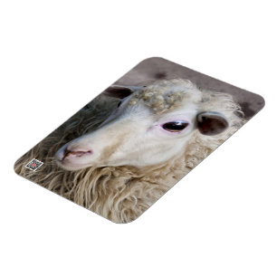 Magnet Flexible Moutons drôles