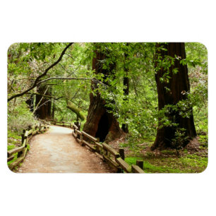 Magnet Flexible Muir Woods Path II Nature Photography