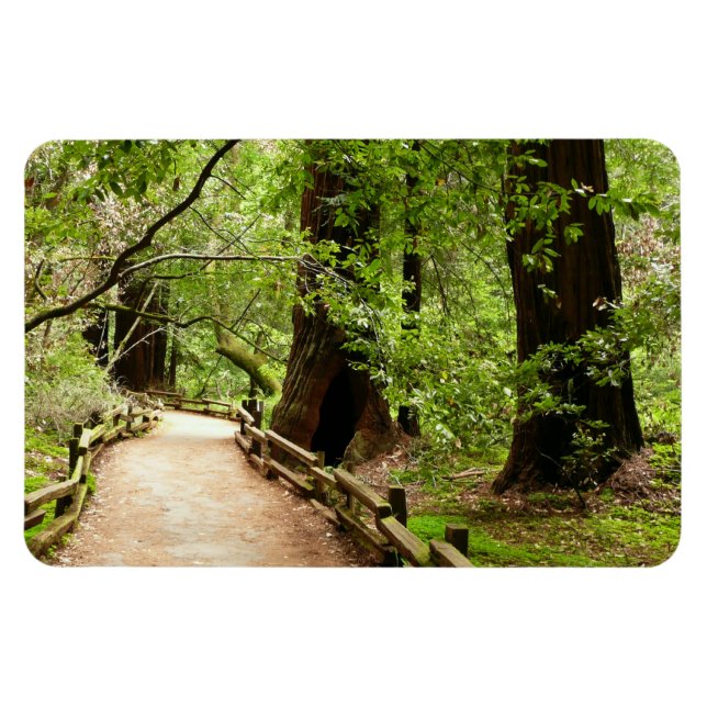 Magnet Flexible Muir Woods Path II Nature Photography (Horizontal)