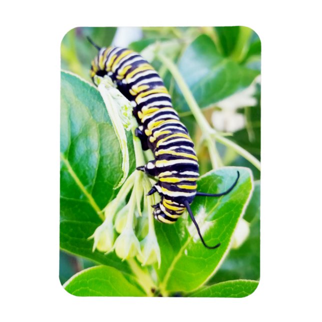 Magnet Flexible Munching Monarch Caterpillar (Vertical)