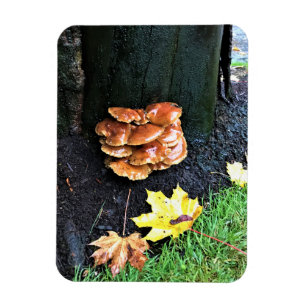 Magnet Flexible Mushrooms on a tree, Oregon