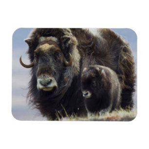 Magnet Flexible Musk Ox with Calf