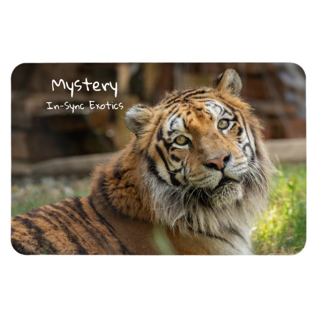 Magnet Flexible Mystère -  (Horizontal)