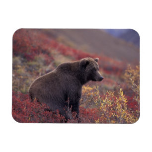 Magnet Flexible NA, États-Unis, Alaska, Parc national Denali. Une