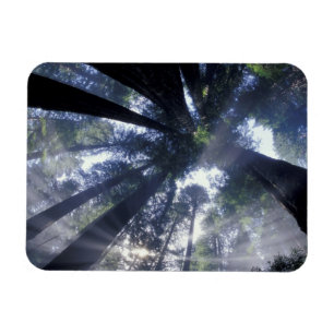 Magnet Flexible NA, USA, Californie, État de Del Norte Redwoods