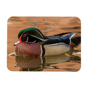 Magnet Flexible Natation de canard en bois dans l'eau