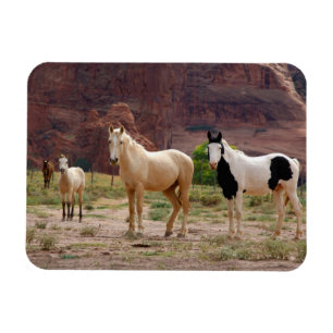 Magnet Flexible Navajo Horses Run Free sur le Canyon Floor