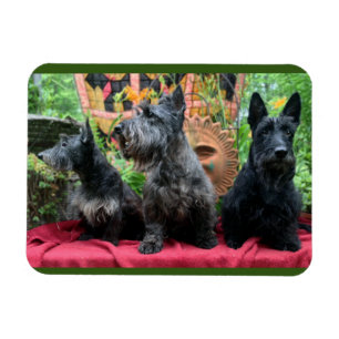 Magnet Flexible Ne regardera pas